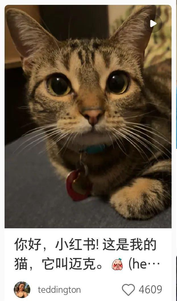 What is cat tax?